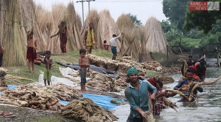 সৈয়দপুরে পাটের চেয়ে পাটকাঠির চাহিদা বেশি